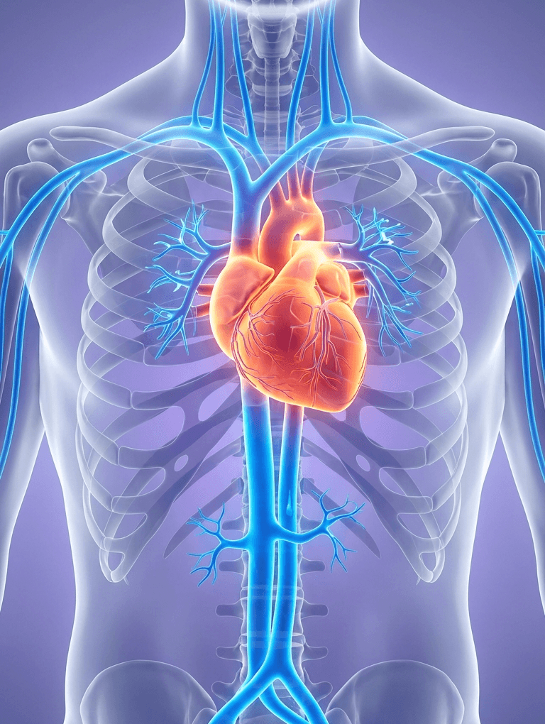 Human heart cardiovascular medical visualization